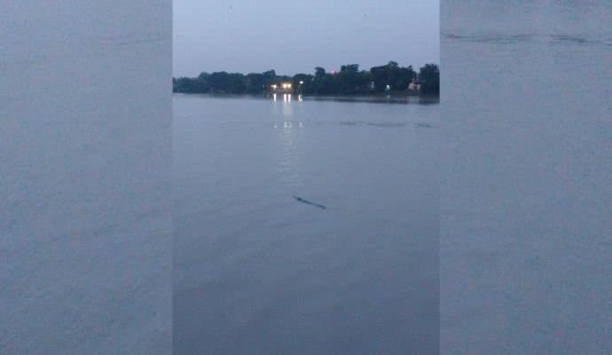 Hooghly: গঙ্গার জলে দাপাচ্ছে ঘড়িয়াল, কুমির-আতঙ্ক স্নানের ঘাটে 