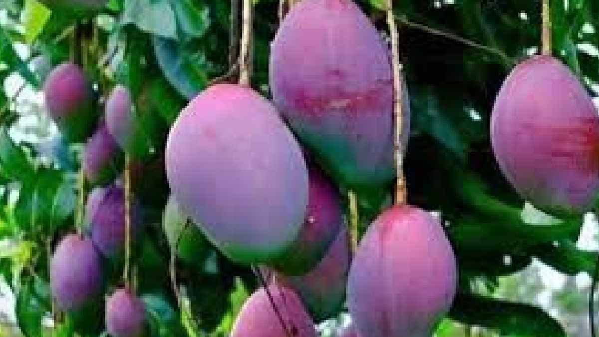 World most expensive Mango sold for 3 lakh per kg