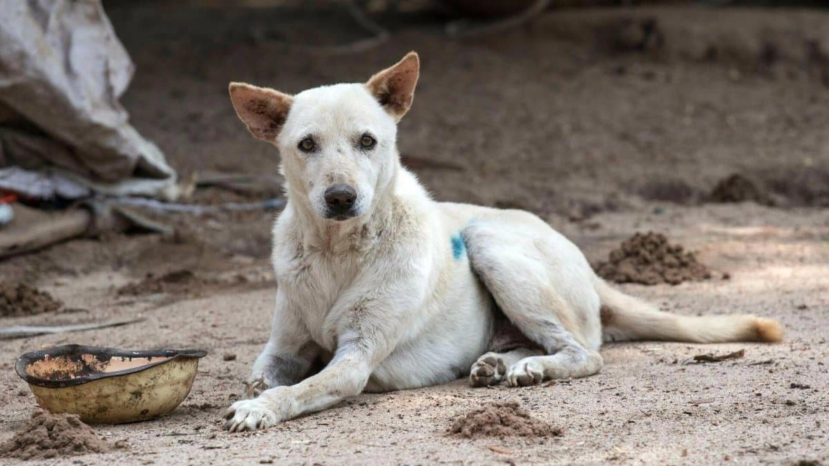 Two arrested for beating a stray dog to death in Nadia