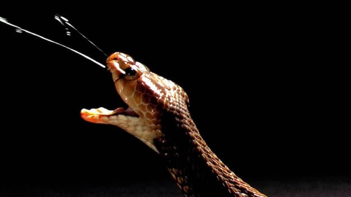 Snake dies  within five minutes after biting a man 