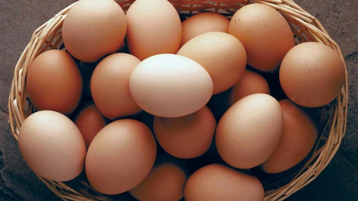 Woman Bought 90 Eggs And Left For Vacation What Happened Two Days Later 
