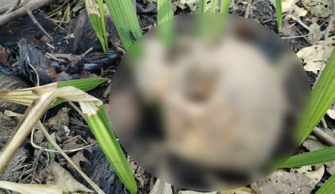 পূর্ণবয়স্ক ব্যক্তির কঙ্কাল উদ্ধার, ব্যাপক চঞ্চল্য বড়ঞাতে