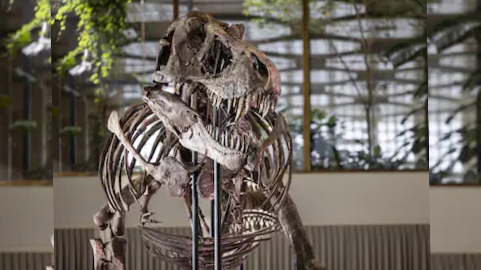 Biggest Dinosaur Skeleton To Go On Sale At Paris Auction On Nov 16_gnr