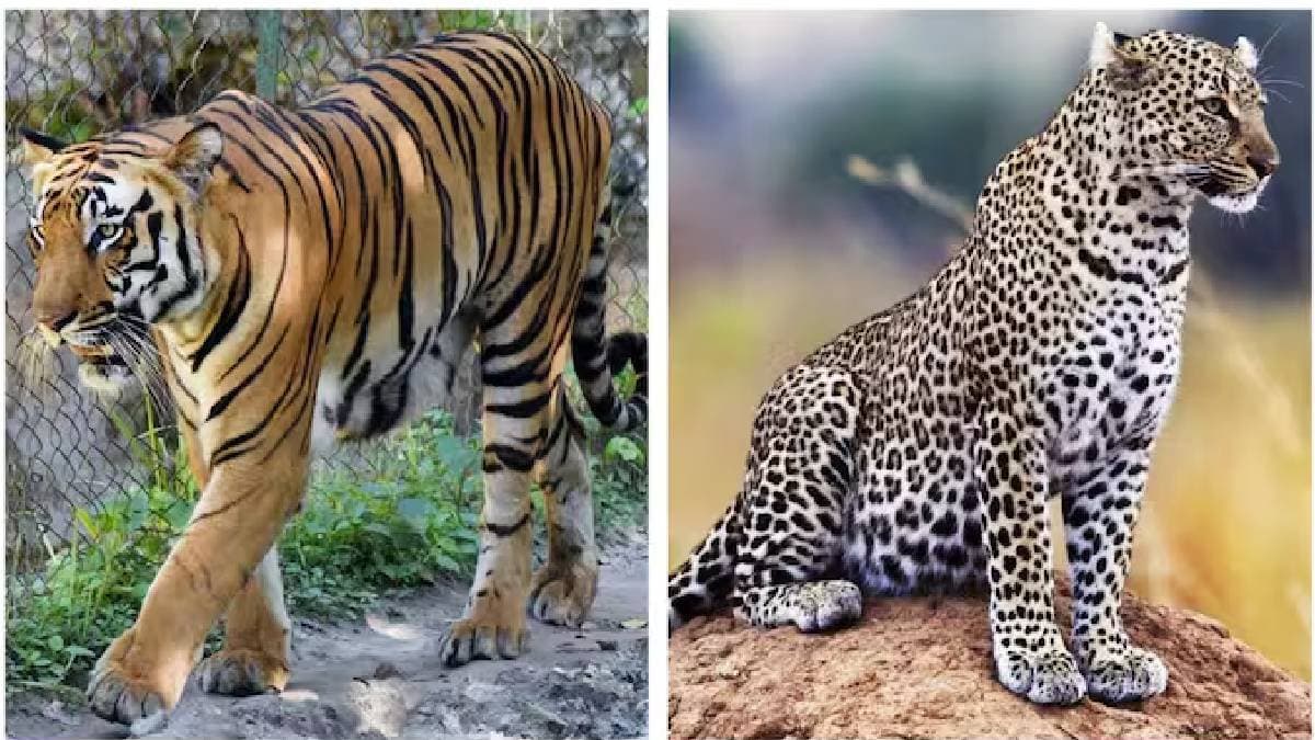  3 tigers and leopard die from bird flu at Maharastras Nagpur rescue centre