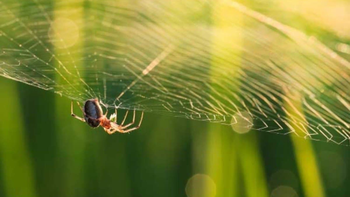  is Spider web inauspicious know this Vastu tips to avoid danger in life