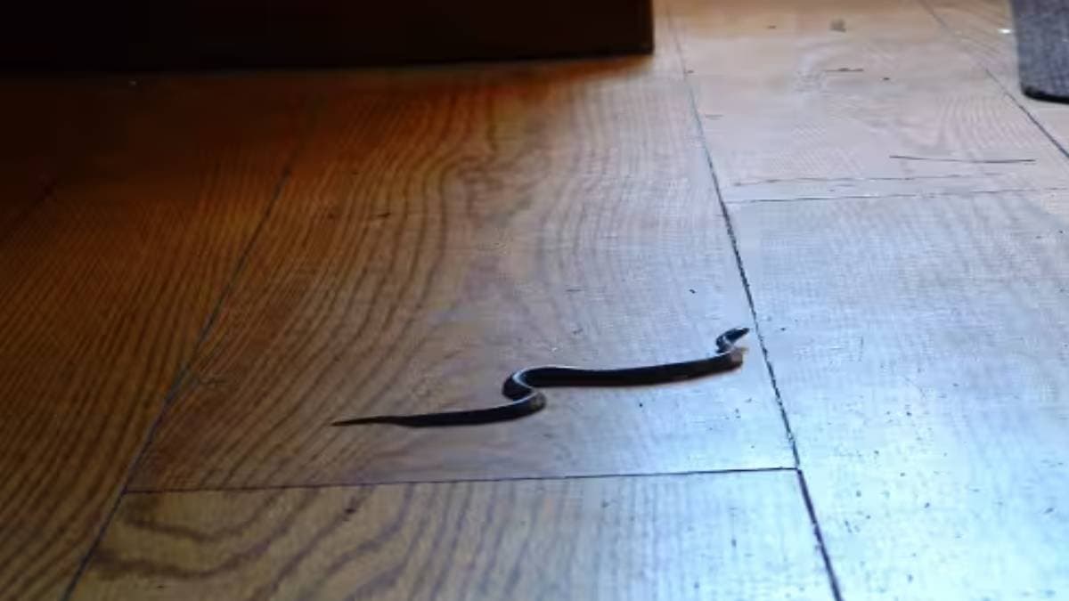 Eight signs that indicate snakes lurking in your home