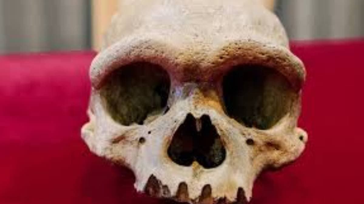 Did dragon man really exist new research in China