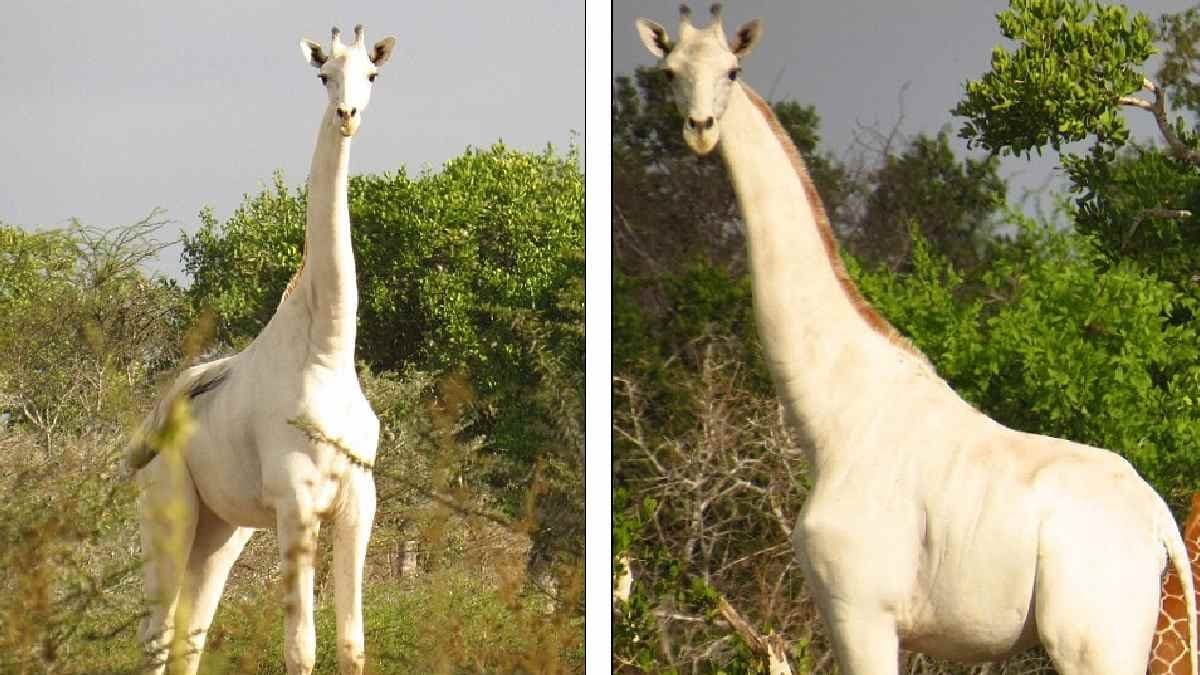 The sad but True story of rarest of rare Species only white giraffe of the World