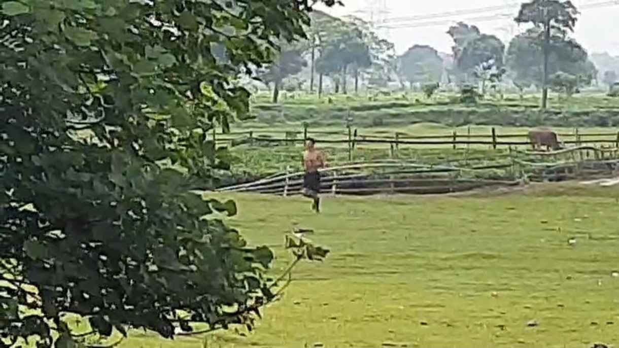 Two Baison at Jalpaiguri Village One seriously Injured