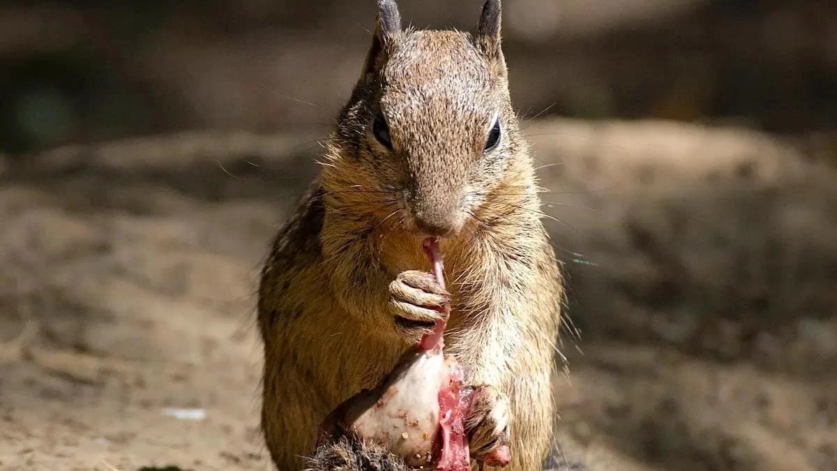 Squirrels are becoming carnivorous according to new Scientific Discovery