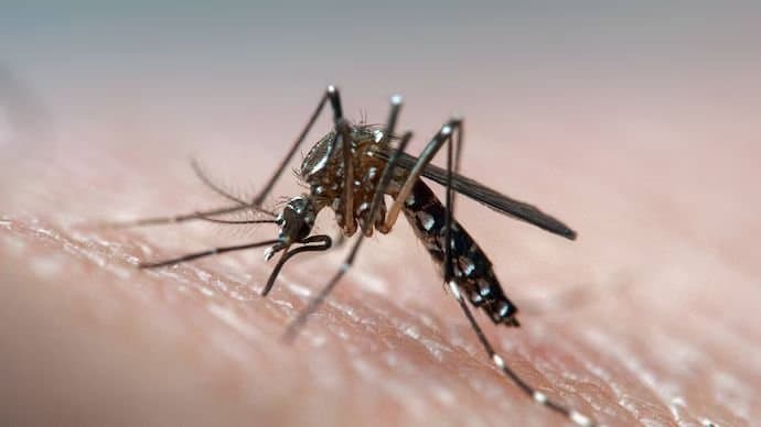Dengue : কর্ণাটক জুড়ে ডেঙ্গু আতঙ্ক, আক্রান্ত ৭ হাজার পার 