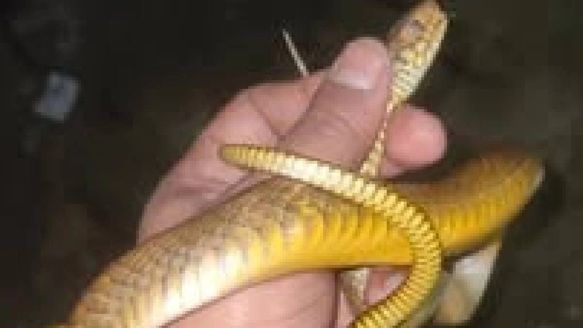 The teacher cum snake charmar allowed a snake to bite himself for saving a family
