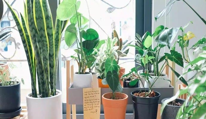 Which Plants are best to keep at home for good luck LIF