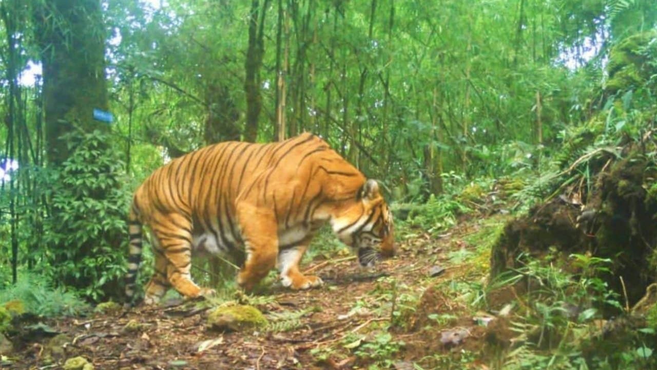 নেওড়াভ্যালি জঙ্গলে  দেখা মিলল রয়্যাল বেঙ্গল টাইগারের