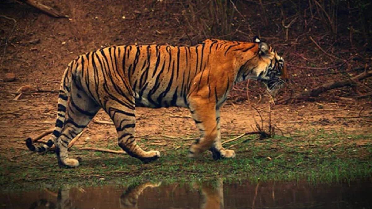 Heavy Rains Increase Risk For Ranthambore Tigers As 13 Remain Missing