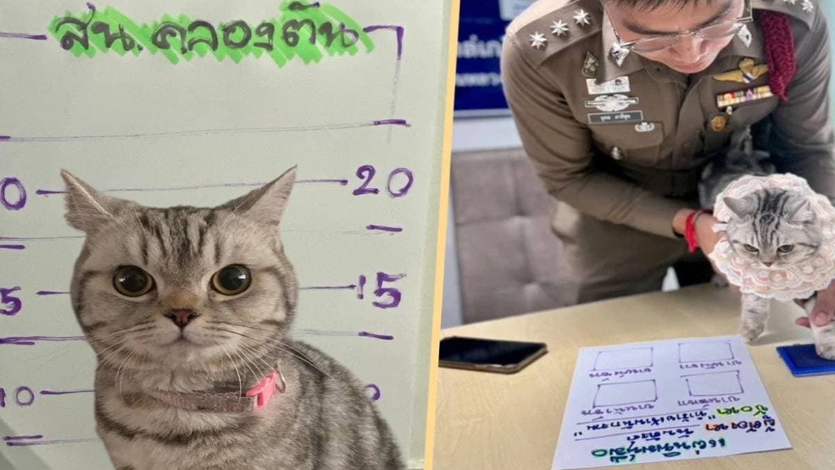 Cat arrested for biting cop in Thailand