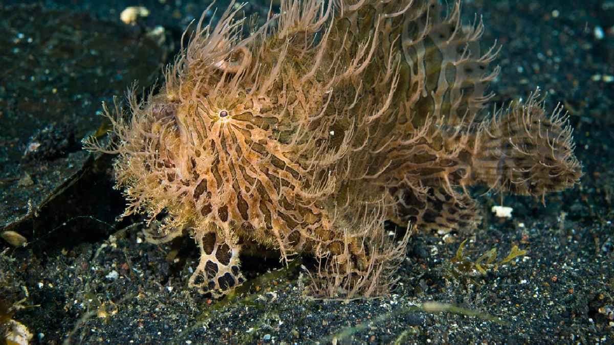 Frogfish looks more like a tuft of drifting seaweed than a Hunter