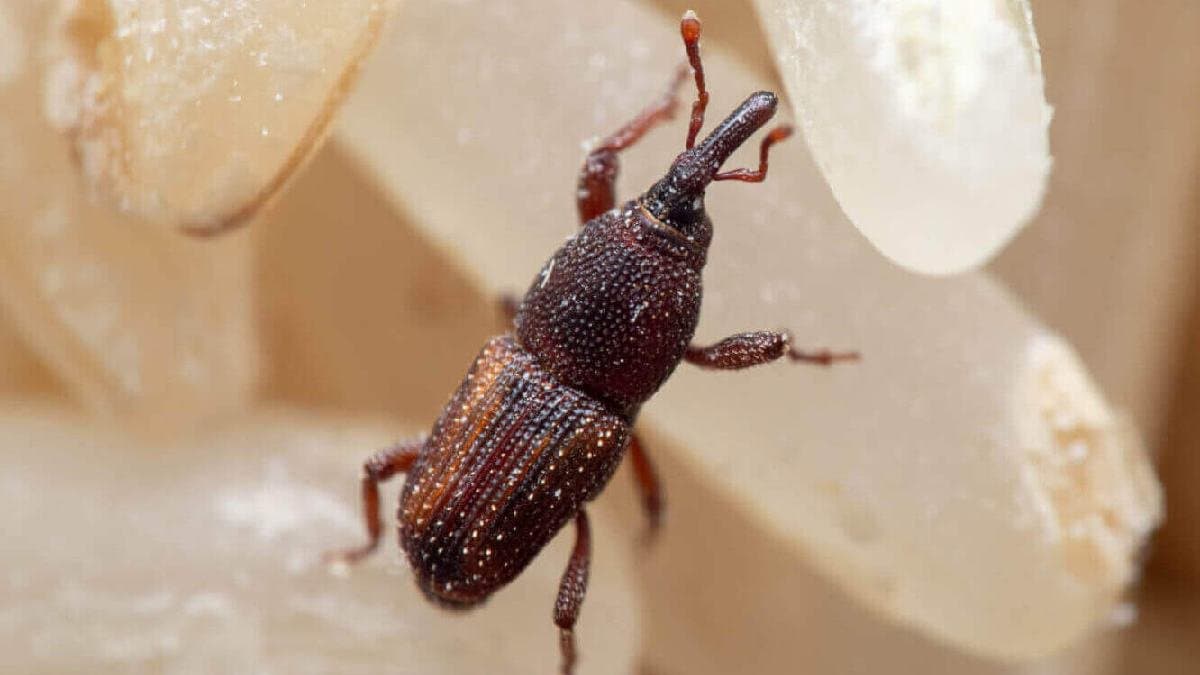 Pest Control: Neem and bay leaves among top home remedies to prevent rice pest