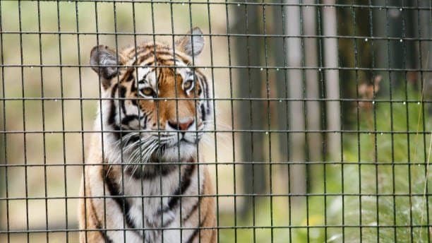 Mother Will Scold Boy Screams As Tiger Grabs His Shirt At Zoo gnr 