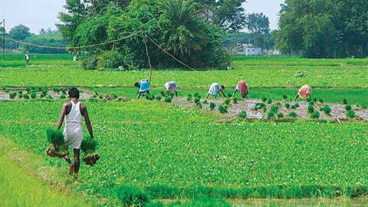 ভারত মহাসাগরে বিহারের কৃষিজমি! দেখেই ভিমড়ি খাওয়ার জোগাড়