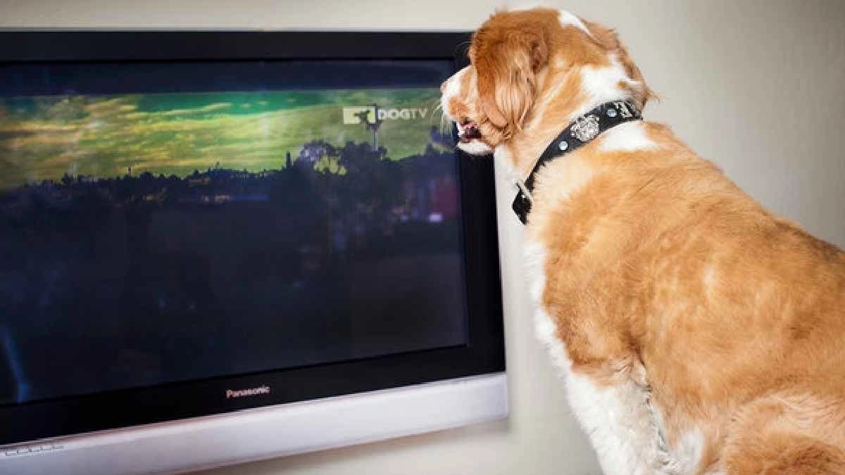  88 Percent Dogs actively watch TV with clear preferences programming