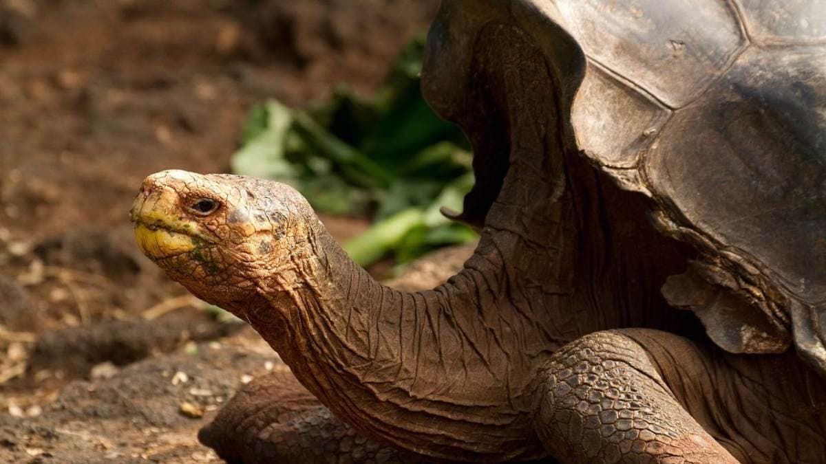 Fascinating story of Diego who fathered 900 tortoise