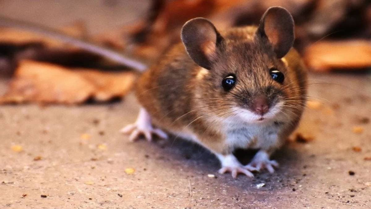 Rat bites passenger at indore airport