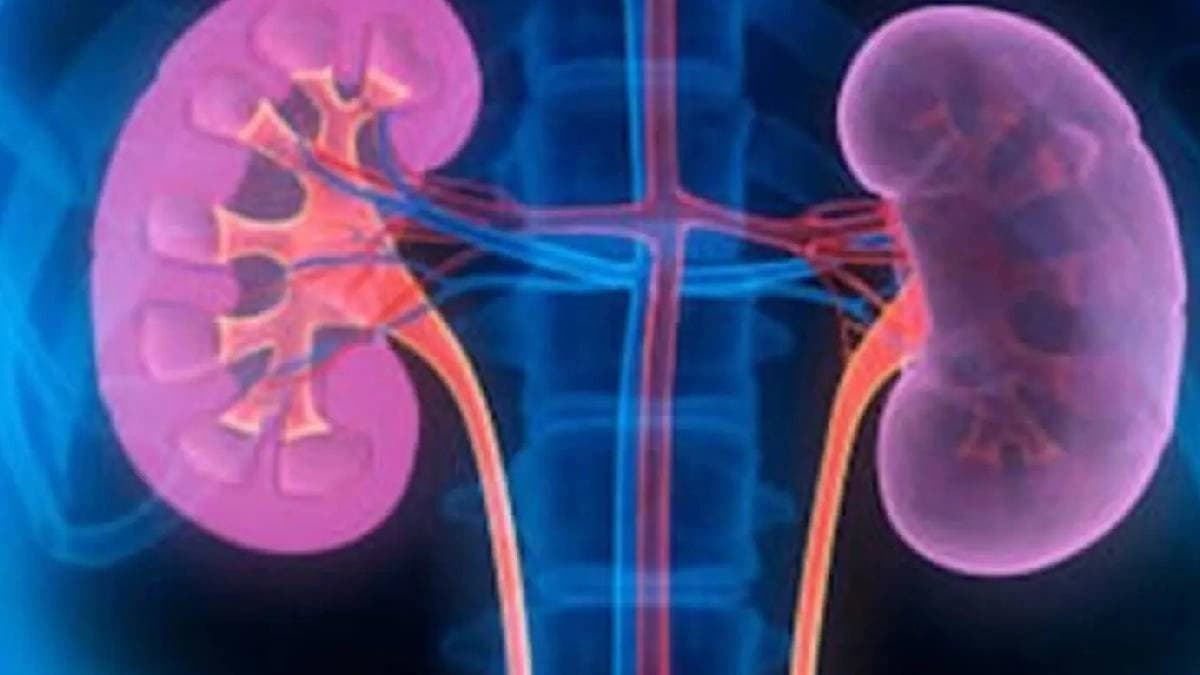 Can eating too much protein damage your kidney