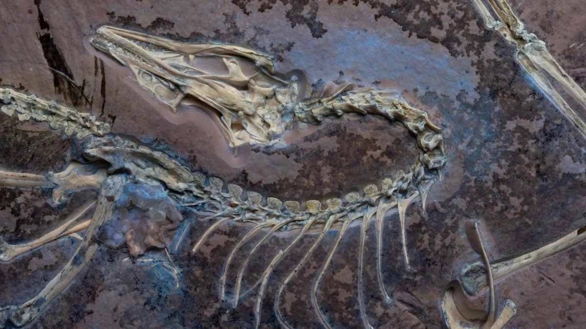 Dinosaur Teeth help study in Climate Change Future 
