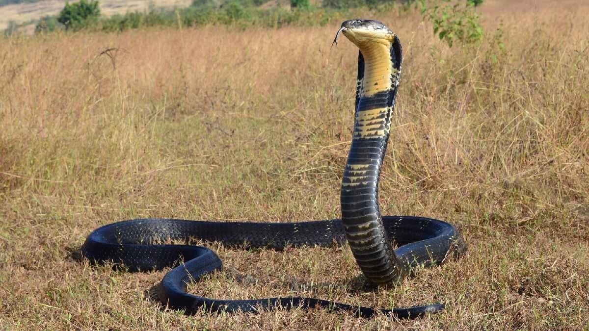 King Cobra dies at a national park in Madhya Pradesh makes problem