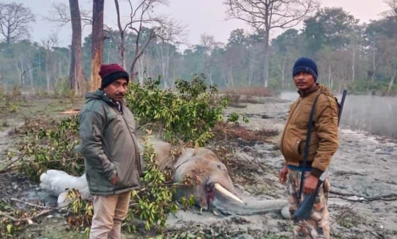 Dooars: সঙ্গিনী দখলের লড়াইয়ে গুরুতর আহত, চারদিন পর মৃত্যু দাঁতালের 