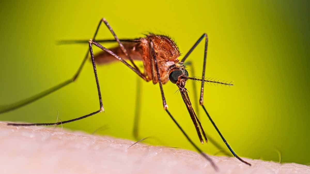 One Country s unique Climate keeps it a Mosquito free zone