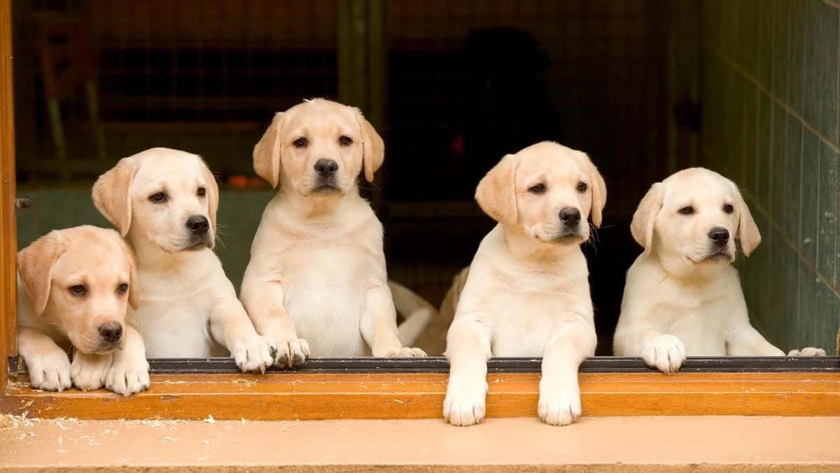Madhya Pradesh Jabalpur man kills five puppies for barking  arrested