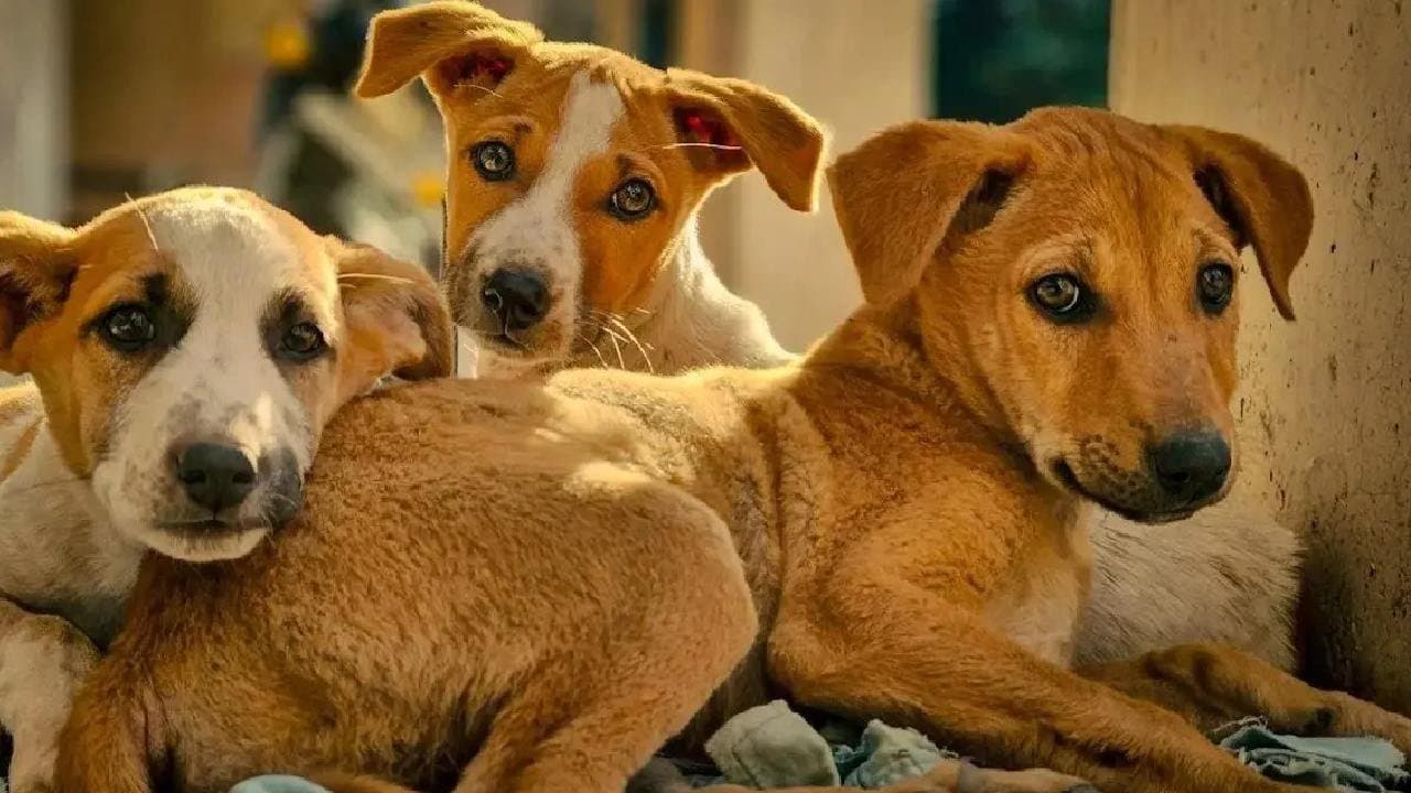 Stray Dogs Update sources says about Courts Big Order On Stray Dogs