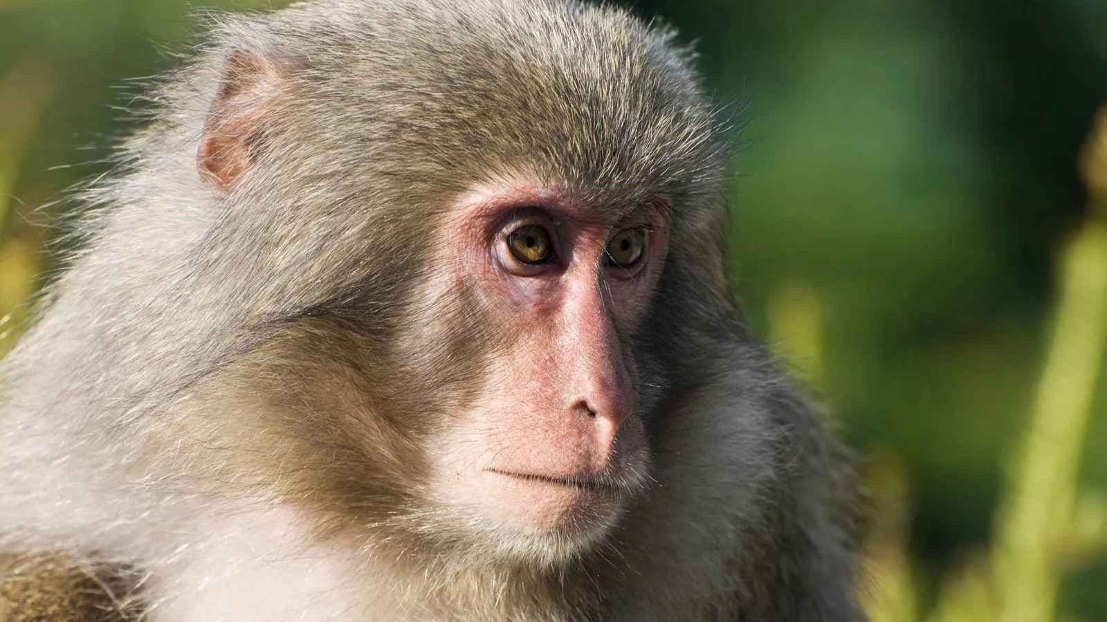 Class 10 Girl Dies After Monkey Pushes Her From Rooftop In Bihar gnr 