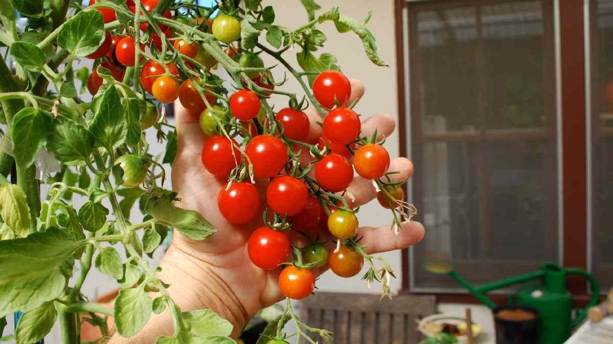 Gardening Tips: remember these tips to create a rooftop garden