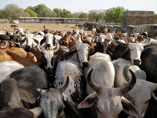  50 cows Thrown Into River In Madhya Pradesh gnr
