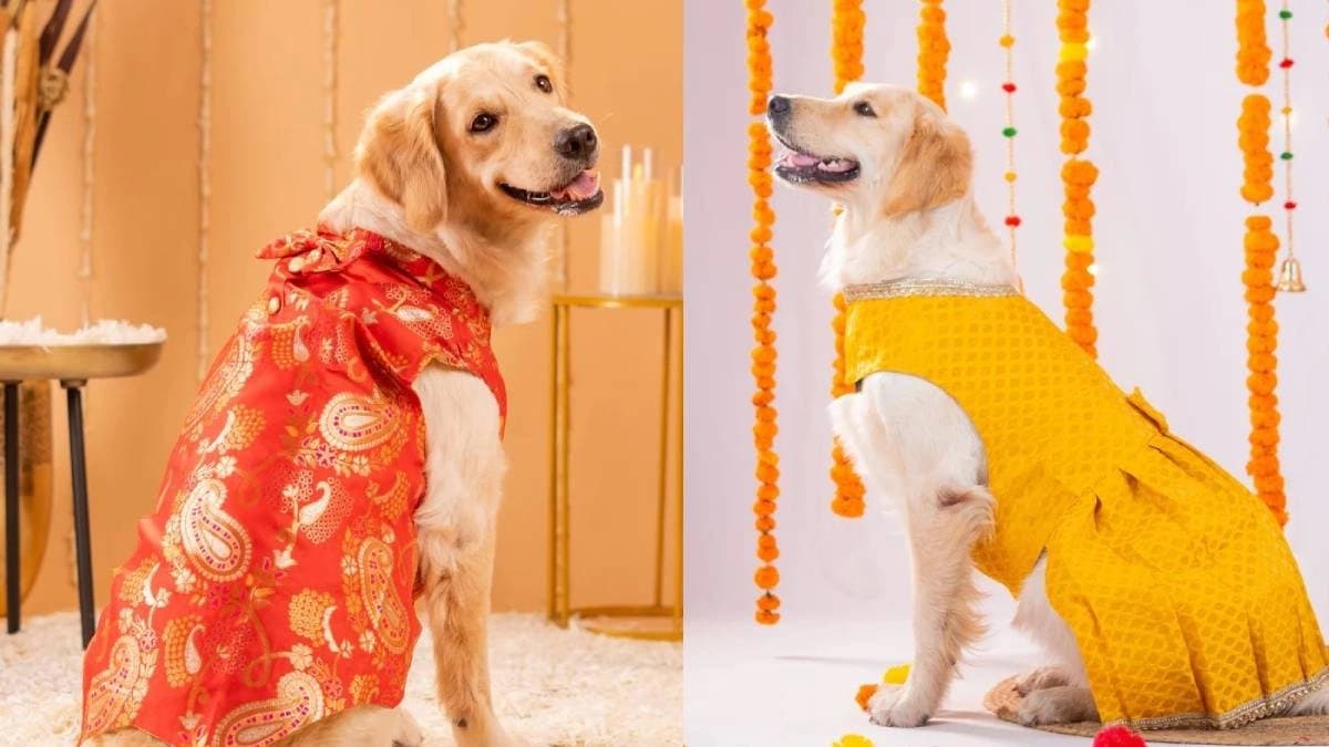 Deck up your pet in festive wear to give special look in Durga Puja 2025