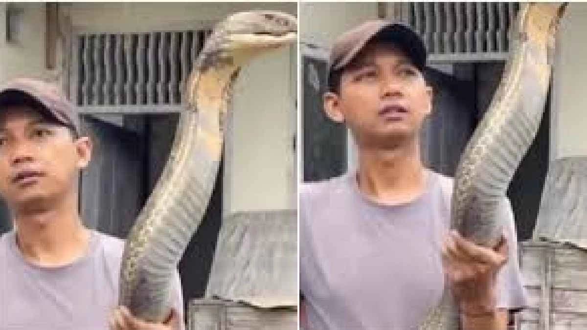 Stunning video of a man holding a massive King Cobra with his hands goes Viral