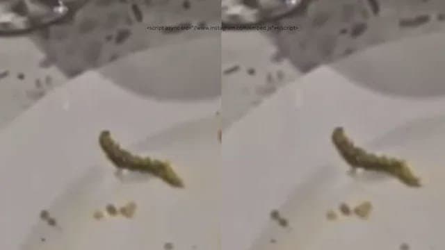 Caterpillar Found In Salad At High End Gurugram Eatery