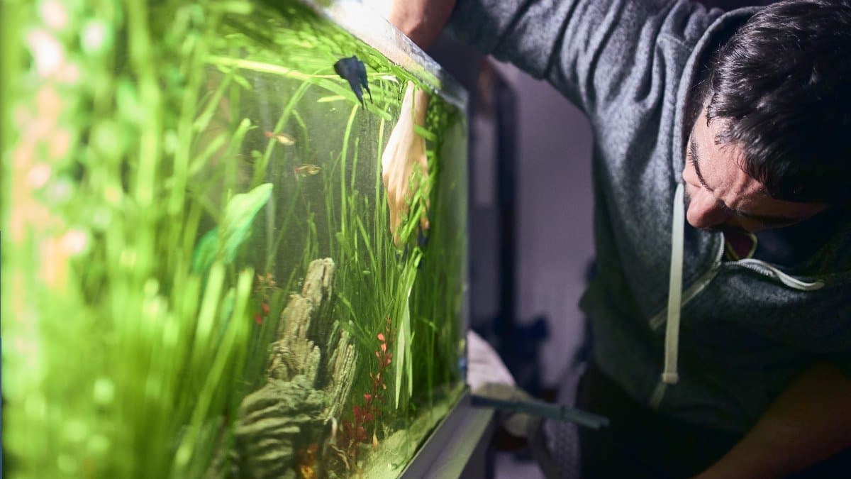 how to take care of your aquarium at home lif