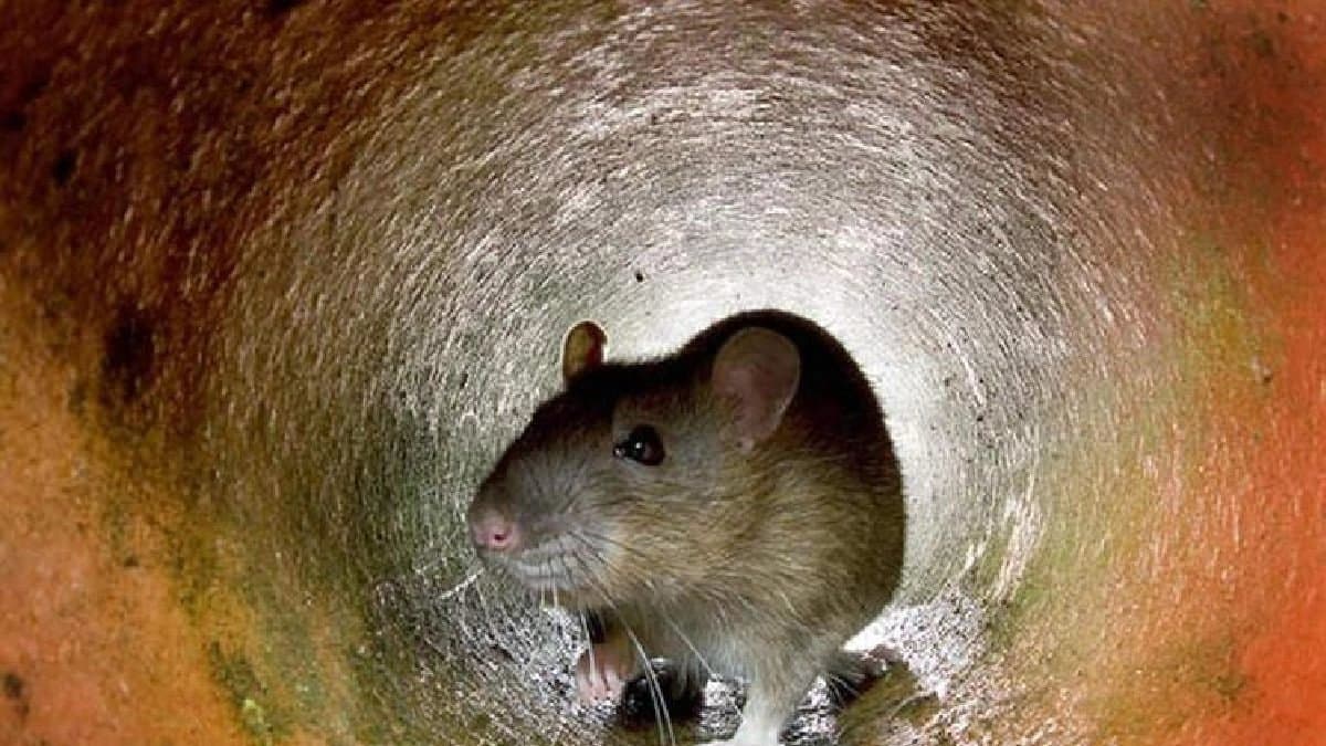 Rat Bites At Madhya Pradesh Hospital sources says Newborns Die