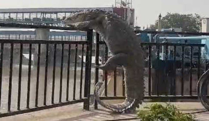 CROCODILE: উত্তর প্রদেশে খাল থেকে রেলিং টপকে রাস্তায় উঠে এল কুমীর