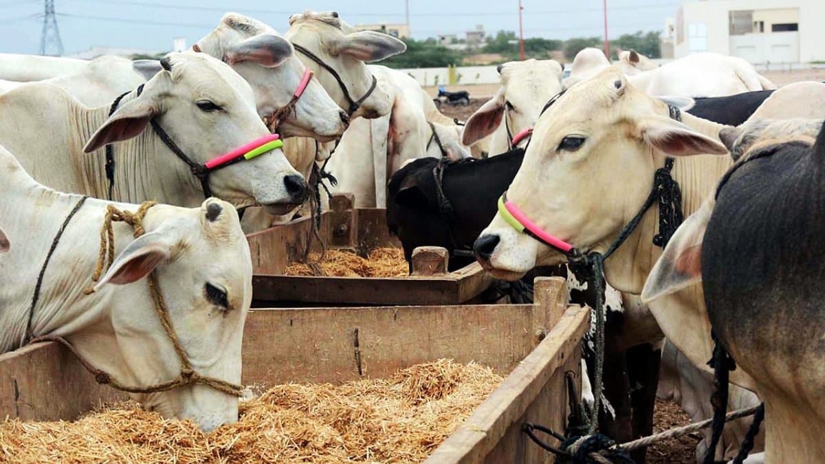 Men arrested for Unnatural intimacy with cow in Madhyapradesh