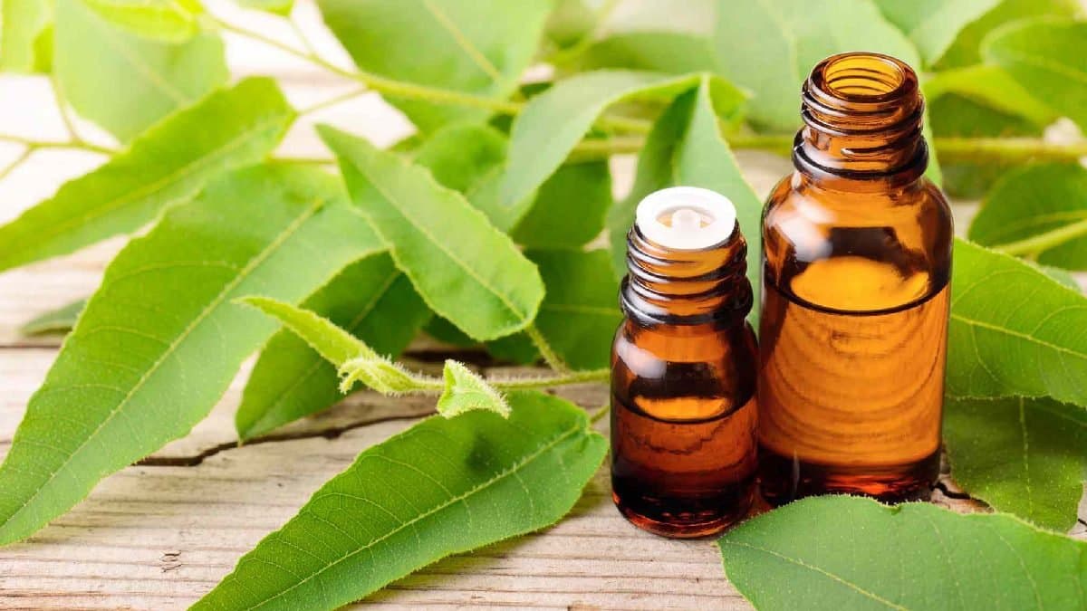 how can eucalyptus oil help to counter various disease 