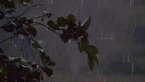Weather Update: দোল ও হোলিতে বাংলা জুড়ে দুর্যোগের পূর্বাভাস 