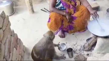 Monkey Has Lived With Humans For 8 Years, Now Makes Roti & Washes Utensils gnr 