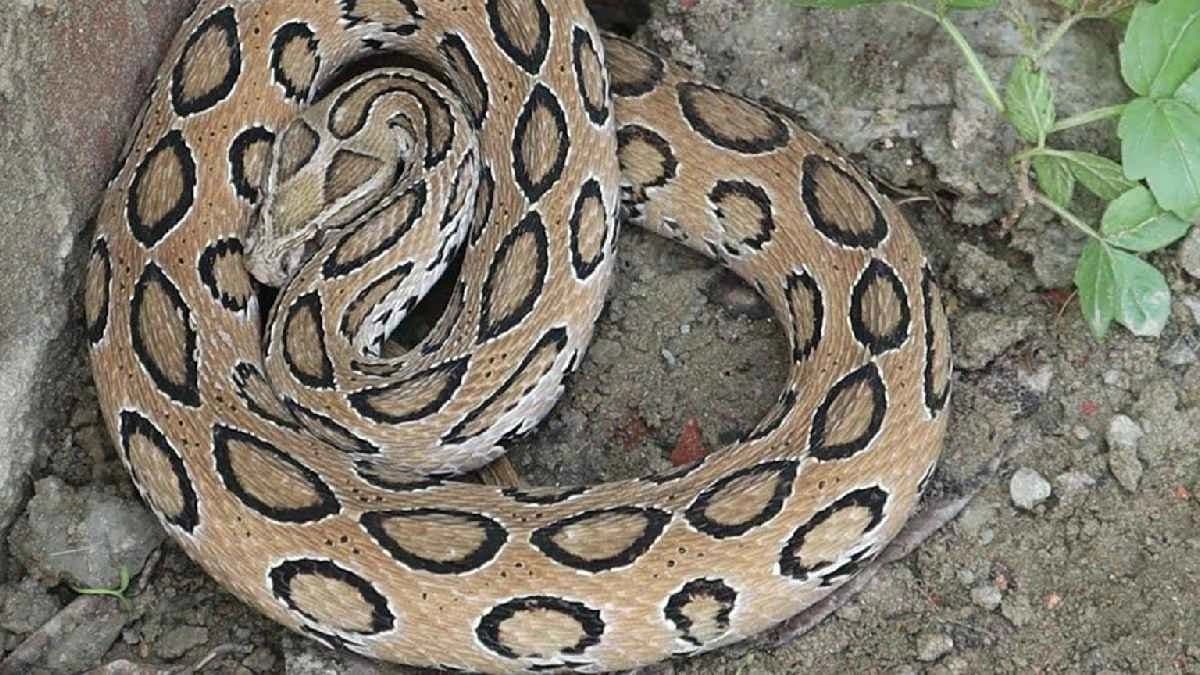 Climate Change is making Venomous Snakes into new regions