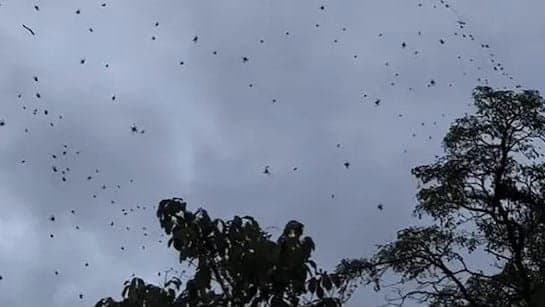 Hundreds Of Spiders Swarming The Sky In Brazil gnr 
