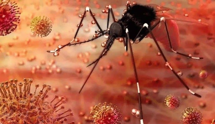 Zika Virus: উদ্বেগ বাড়ছে  জিকা ভাইরাসের সংক্রমণে, রক্ষা পাবেন কীভাবে? 
